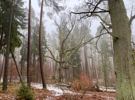 Wanderung durch die Schorfheide - Wochenende am Werbellinsee - Vanlife